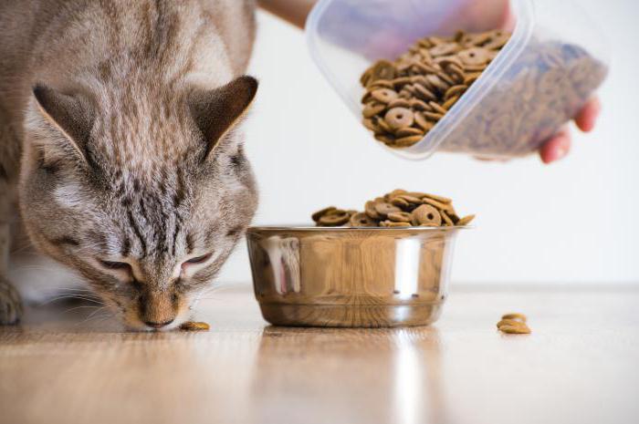 пробиотики для кошек отзывы