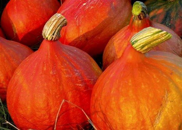 pumpkin seedlings