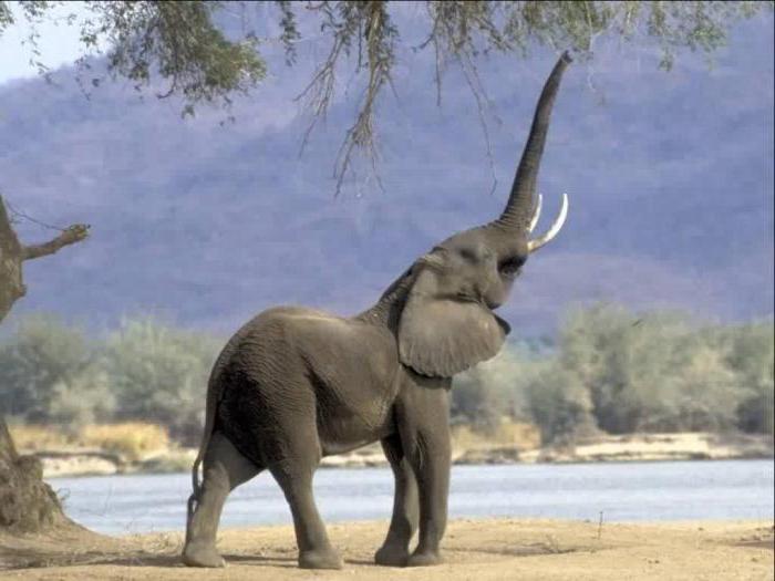 питание слонов в природе