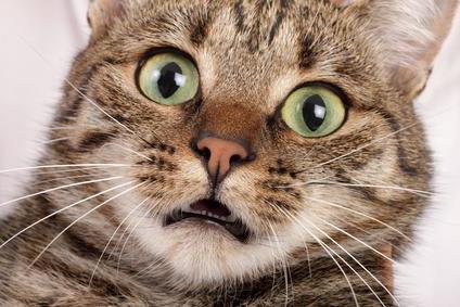 почему кошки боятся пылесоса как подружить их