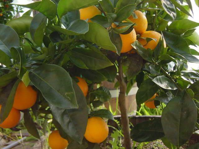 как правильно вырастить апельсин из косточки