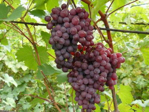  виноград амурский прорыв описание