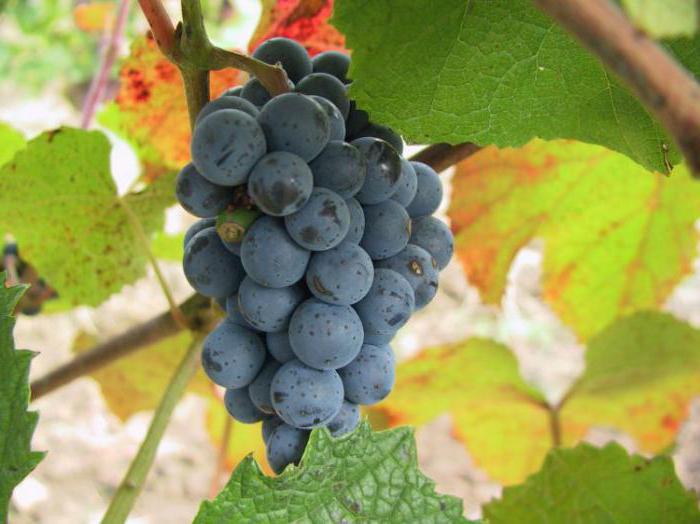 виноград амурский прорыв