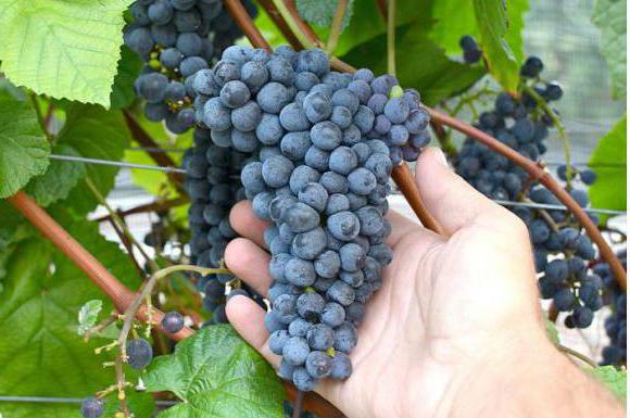 саженцы виноград амурский прорыв