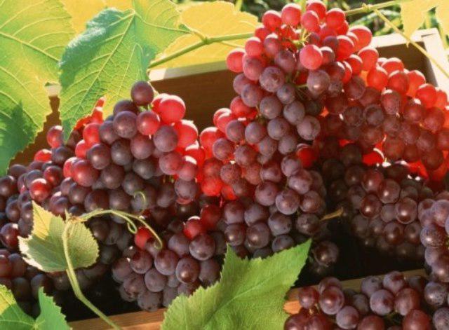  виноград амурский прорыв описание сорта отзывы