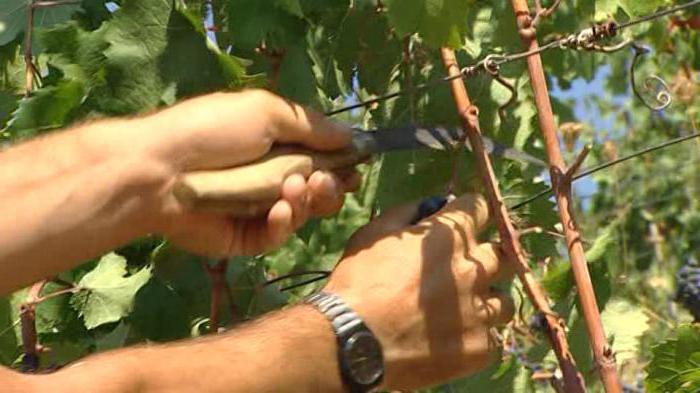 виноград амурский прорыв описание сорта 