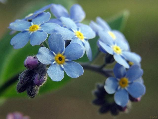 незабудка болотная myosotis palustris