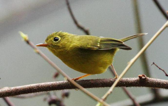 chick bird photo