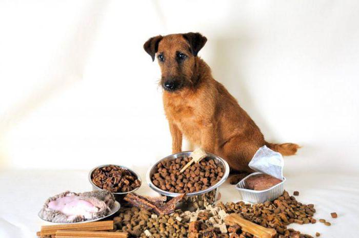  отличный сухой корм для собак оценки ветеринаров 