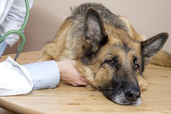 симптомы отравления у собаки крысиным ядом последствия
