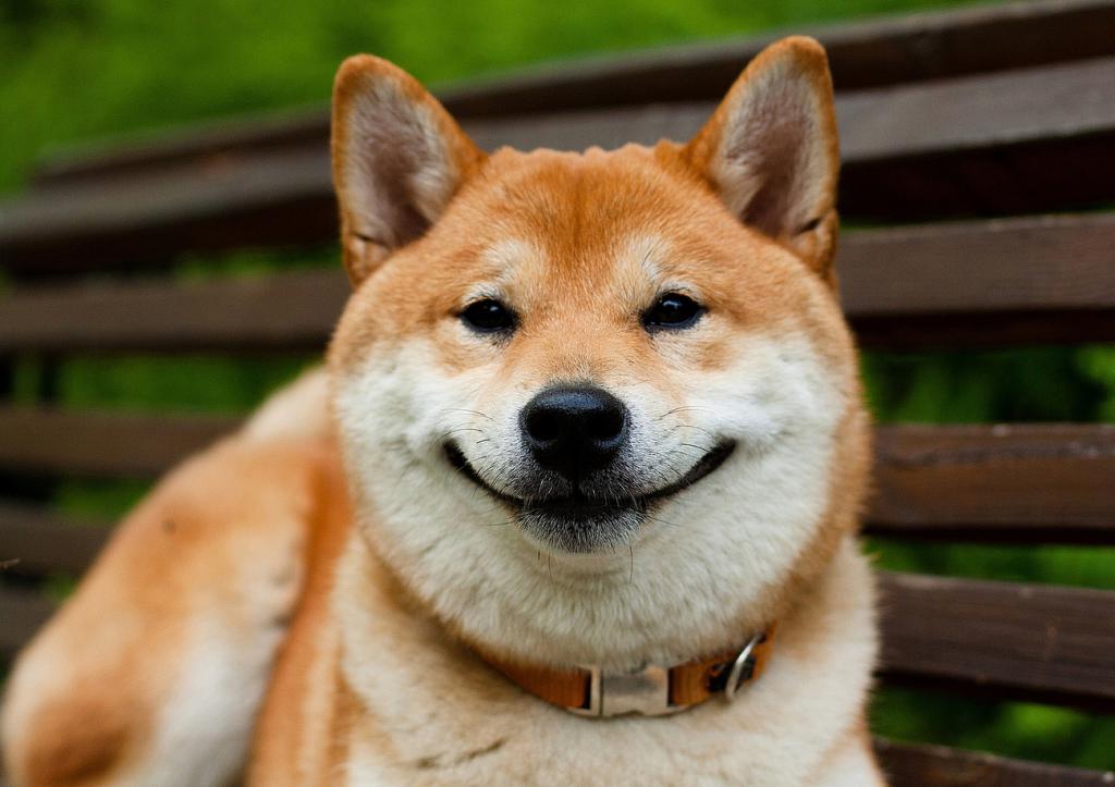 Сибуино порода собак фото