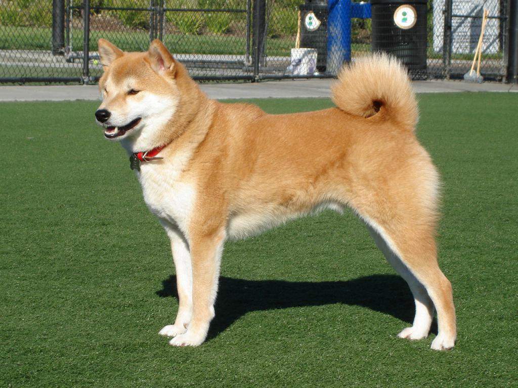 shiba inu puppy Price