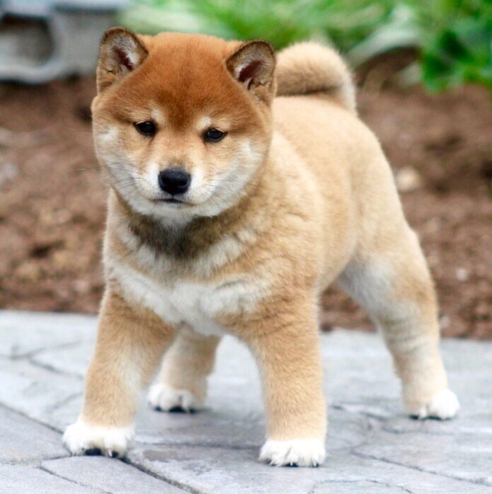 shiba inu reviews