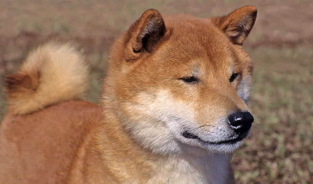 Japanese Shiba In breed