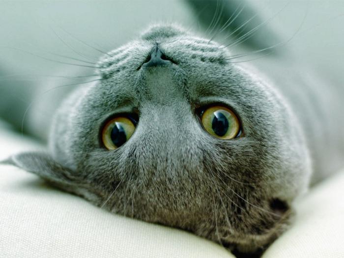 русский голубой кот вязка