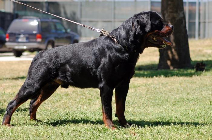 rottweiler dog