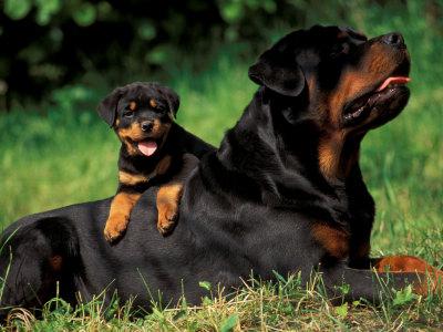 rottweiler reviews