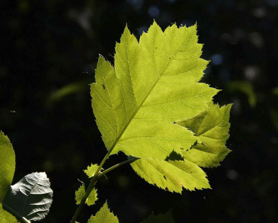 листья боярышника
