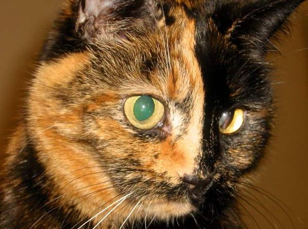 Порода кошек с черепаховым окрасом фото