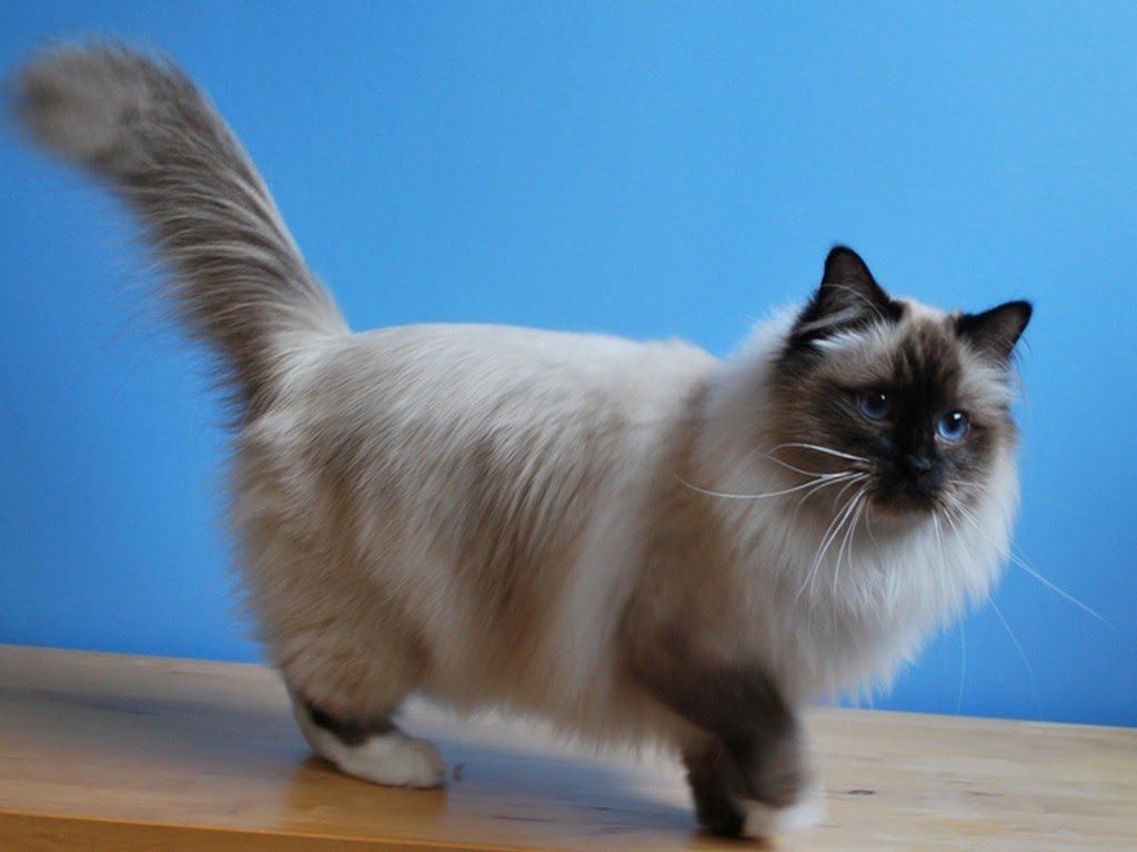 burmese cat breed