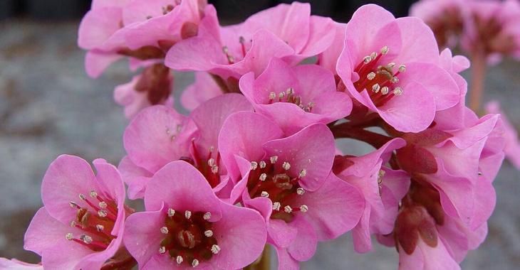 frankincense flowers