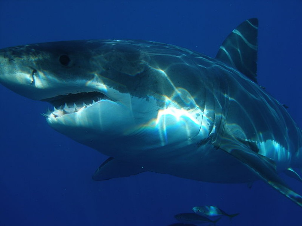 фото акулы мегалодон