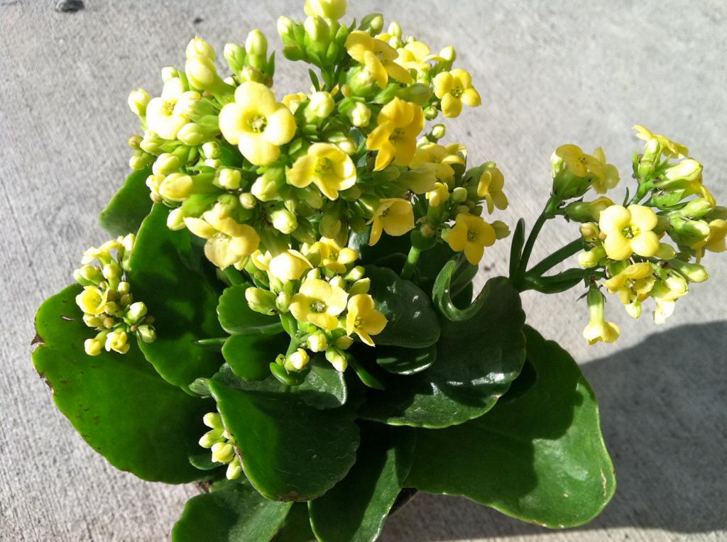 Фото каланхоэ в горшке цветущие цветка