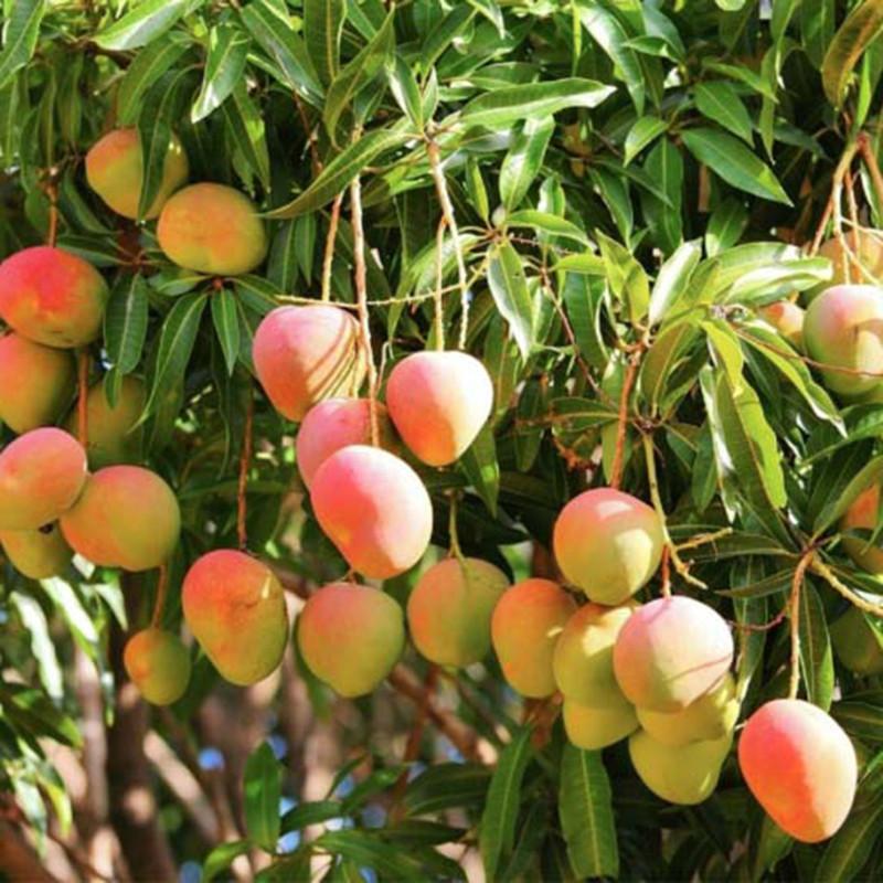 можно ли вырастить манго в россии