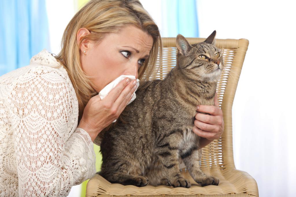 Кошки для аллергиков