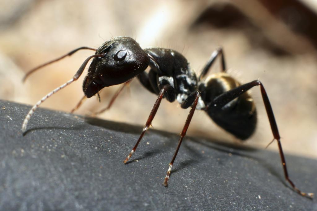 Как выглядят муравьи