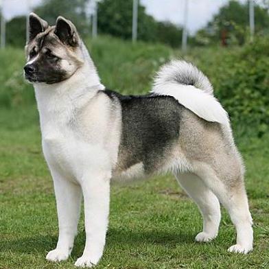 Japanese dog breed Akita