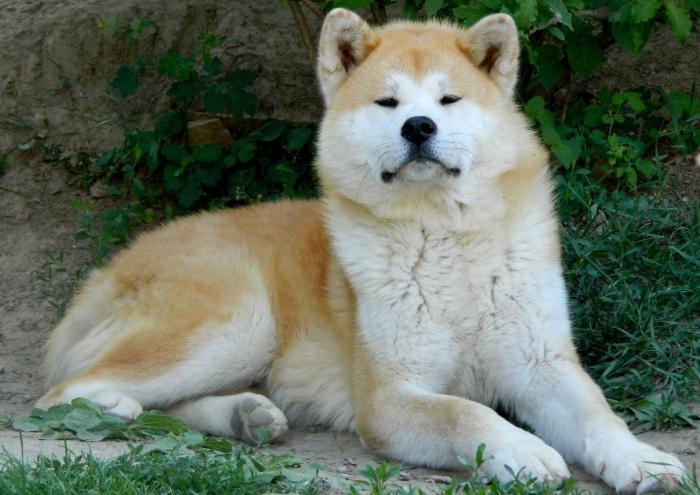 akita dog breed Price