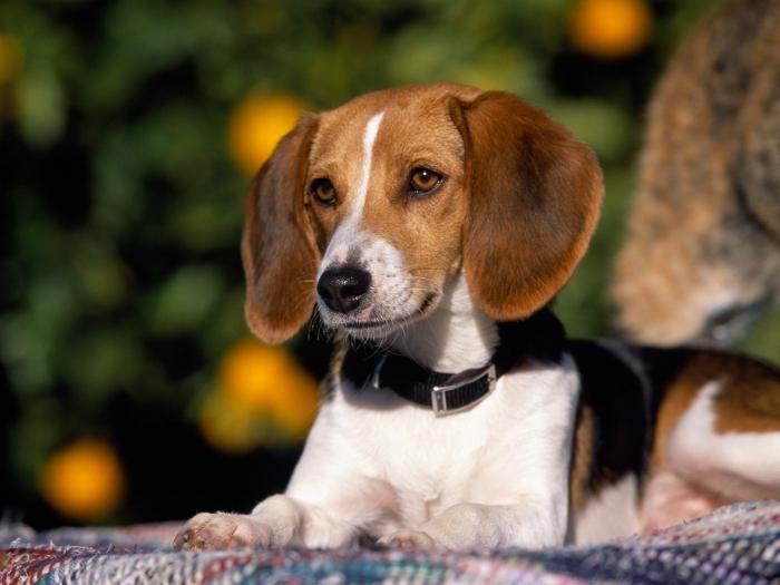 american foxhound photo