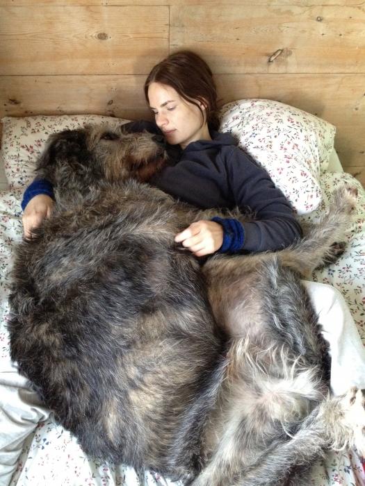 Caucasian Wolfhound dog