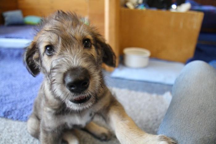 irish wolfhound dog