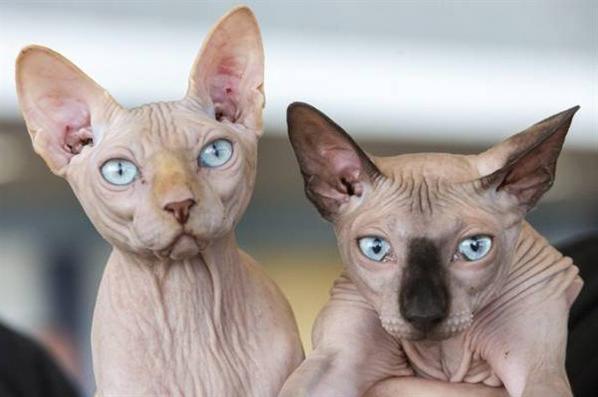 cat breed canadian sphynx