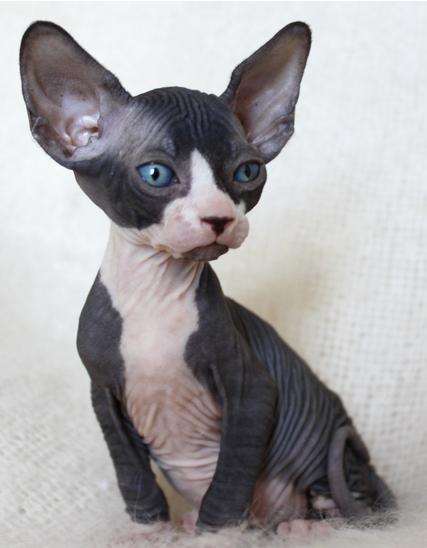 how much does a sphynx cat cost