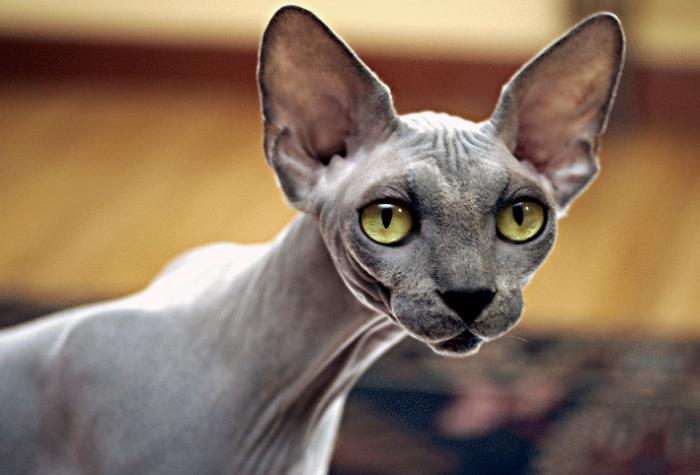 sphynx cat breed