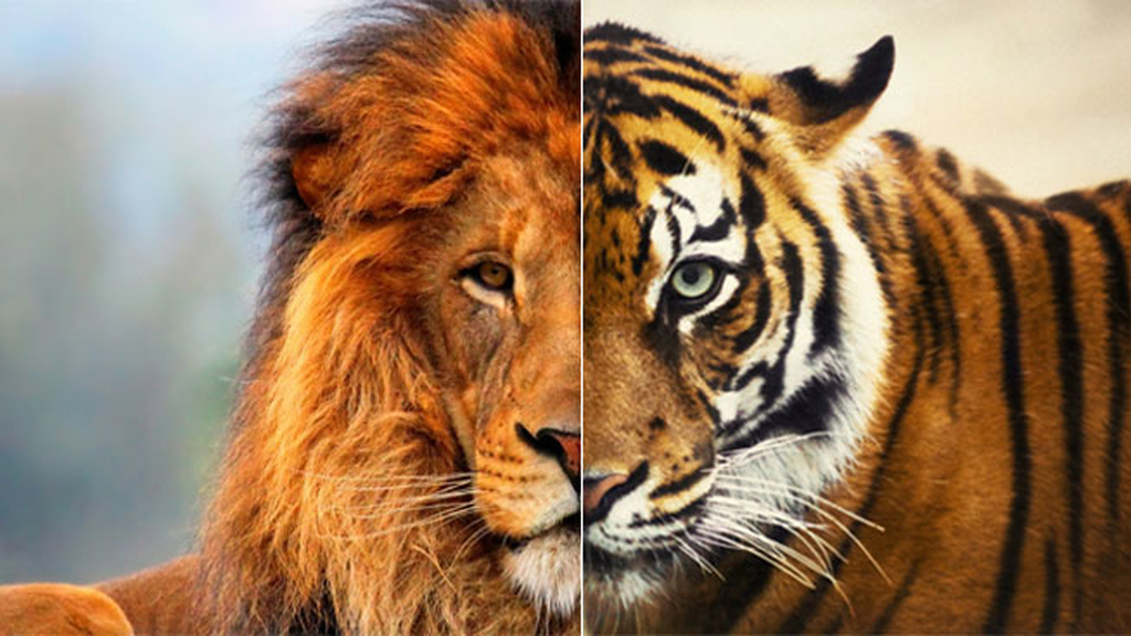 Лев + тигрица