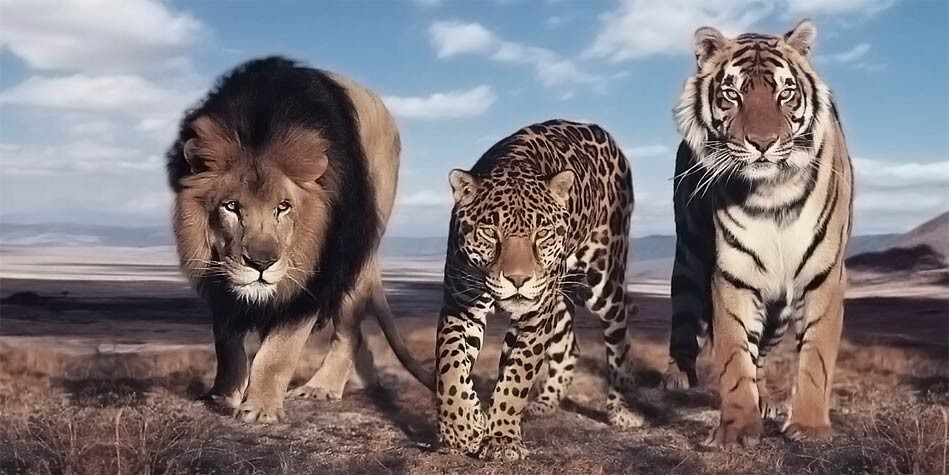 Лев, леопард, тигр