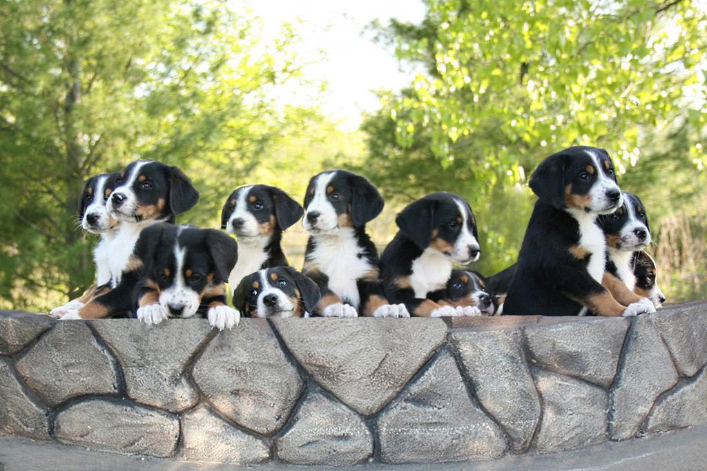 Mountain Dog Kennels