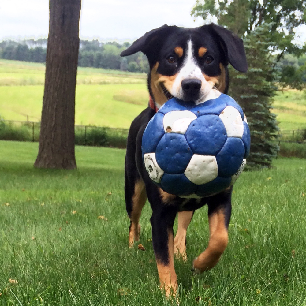 Mountain Dog Training