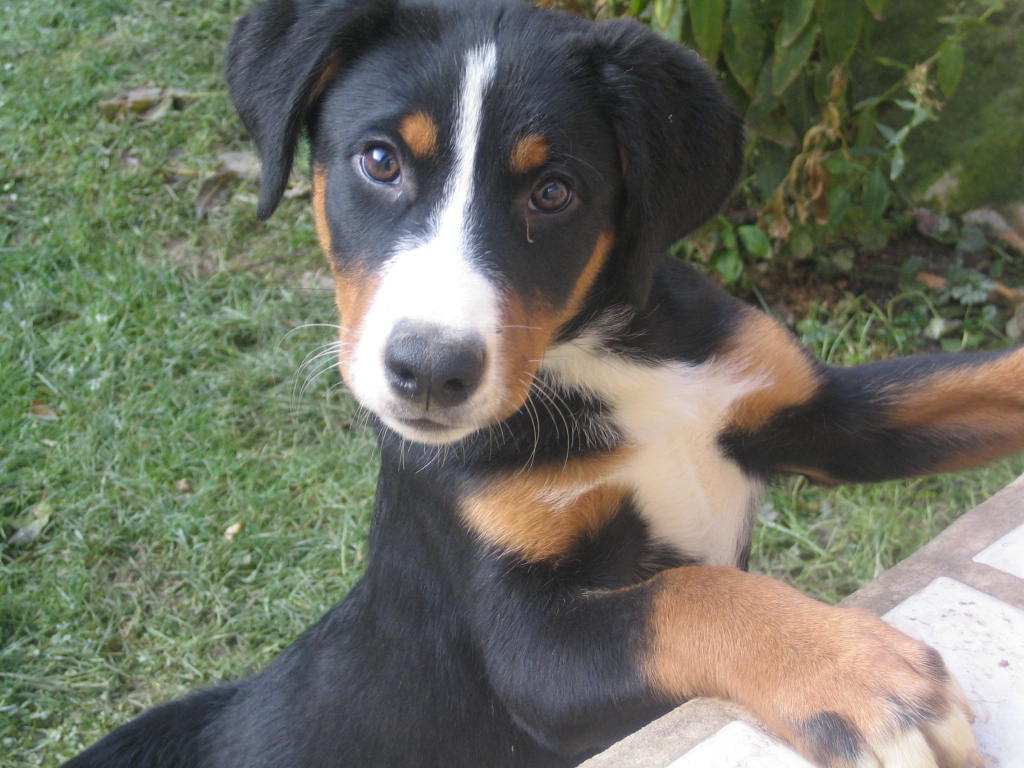 Mountain Dog Puppy