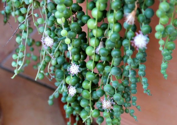 Senecio Flower