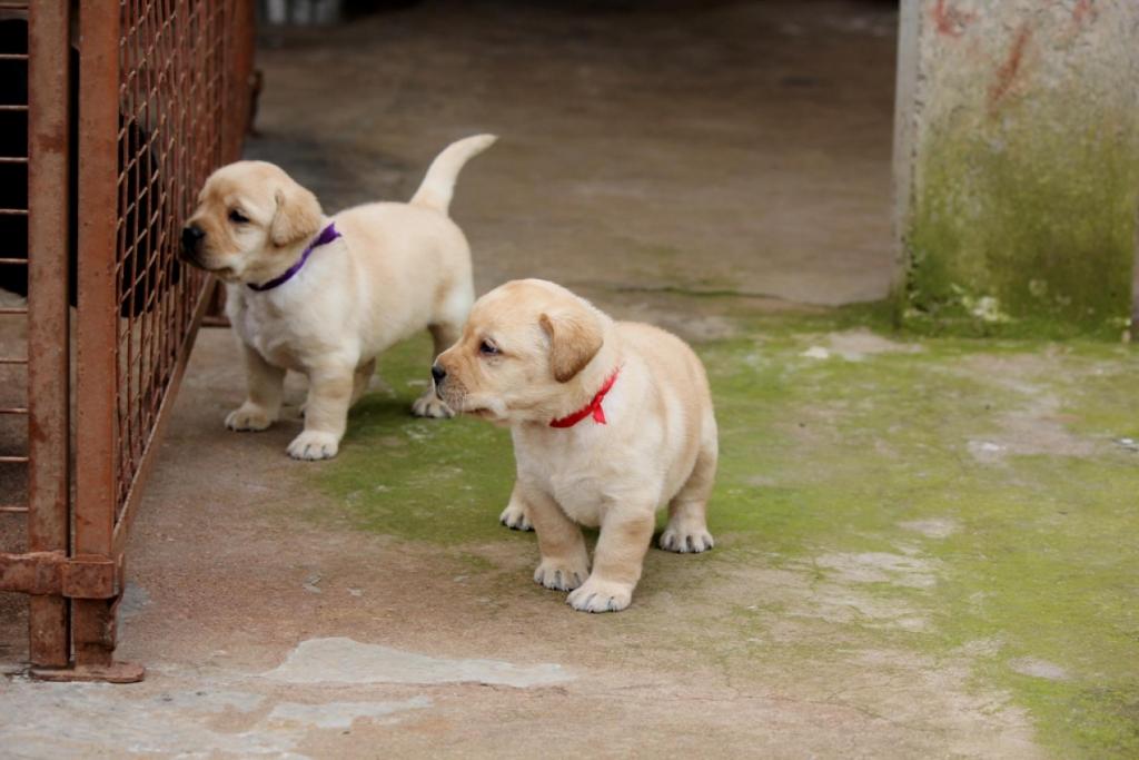 Healthy puppies