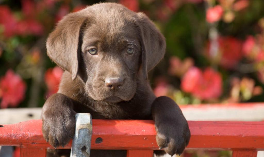 Labrador puppy