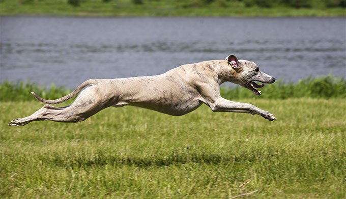 Whippet in motion