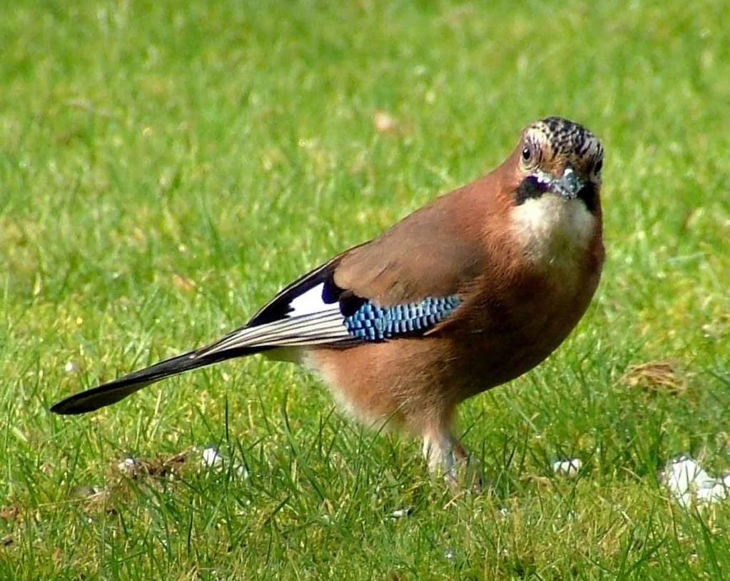 Brown bird with blue wings