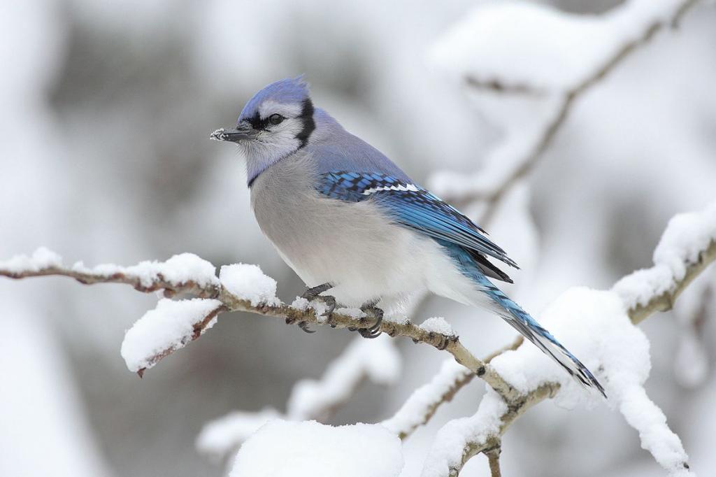 Winter bird with blue wings