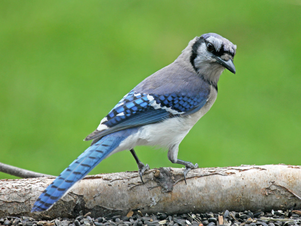 Птица с синими крыльями фото и название